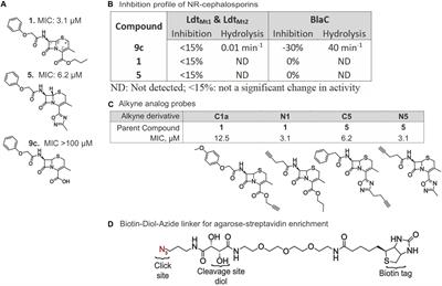 <mark class="highlighted">Activity-Based Protein Profiling</mark> Reveals That Cephalosporins Selectively Active on Non-replicating Mycobacterium tuberculosis Bind Multiple Protein Families and Spare Peptidoglycan Transpeptidases